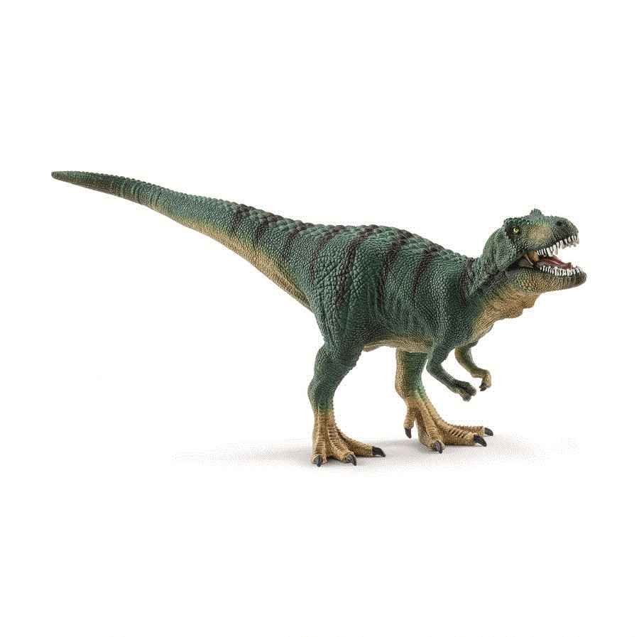 CUCCIOLO DI TYRANNOSAURUS REX
